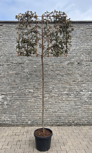 Lei olijfwilg 120x100 cm aanbieding