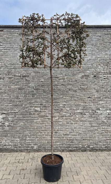 Leiboom olijfwilg - Elaeagnus ebbingei 'Compacta' - Groenblijvend