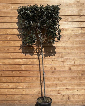 Lei olijfwilg - Stamhoogte ca 180 cm - Volgroeid rek 120x120 cm
