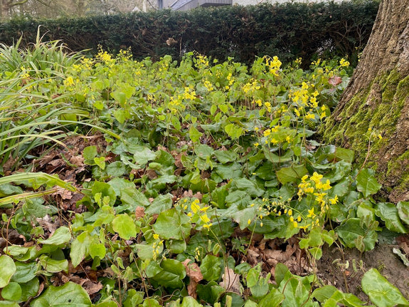 Elfenbloem (Creme / Geel) - Epimedium x versicolor 'Sulphureum'
