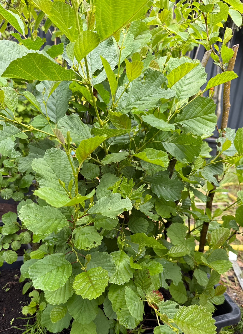 Elzenhaag - Alnus glutinosa - inheems & neemt stikstof op