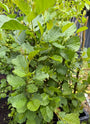 Elzenhaag - Alnus glutinosa - inheems & neemt stikstof op