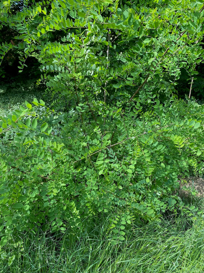 Erwtenstruik - Caragana arborescens 'Walker'