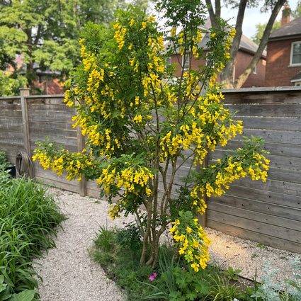 Erwtenstruik - Caragana arborescens