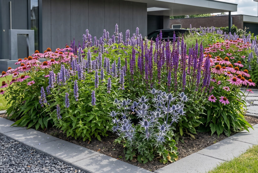 Eryngium alpinum in border met Dropplant 'Agastache', zonnehoed 'Echinacea' en Salie caradonna bij moderne voortuin