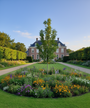 Gewone es - Fraxinus excelsior