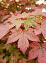 Bonte esdoorn - Acer pseudoplatanus 'Esk Sunset'