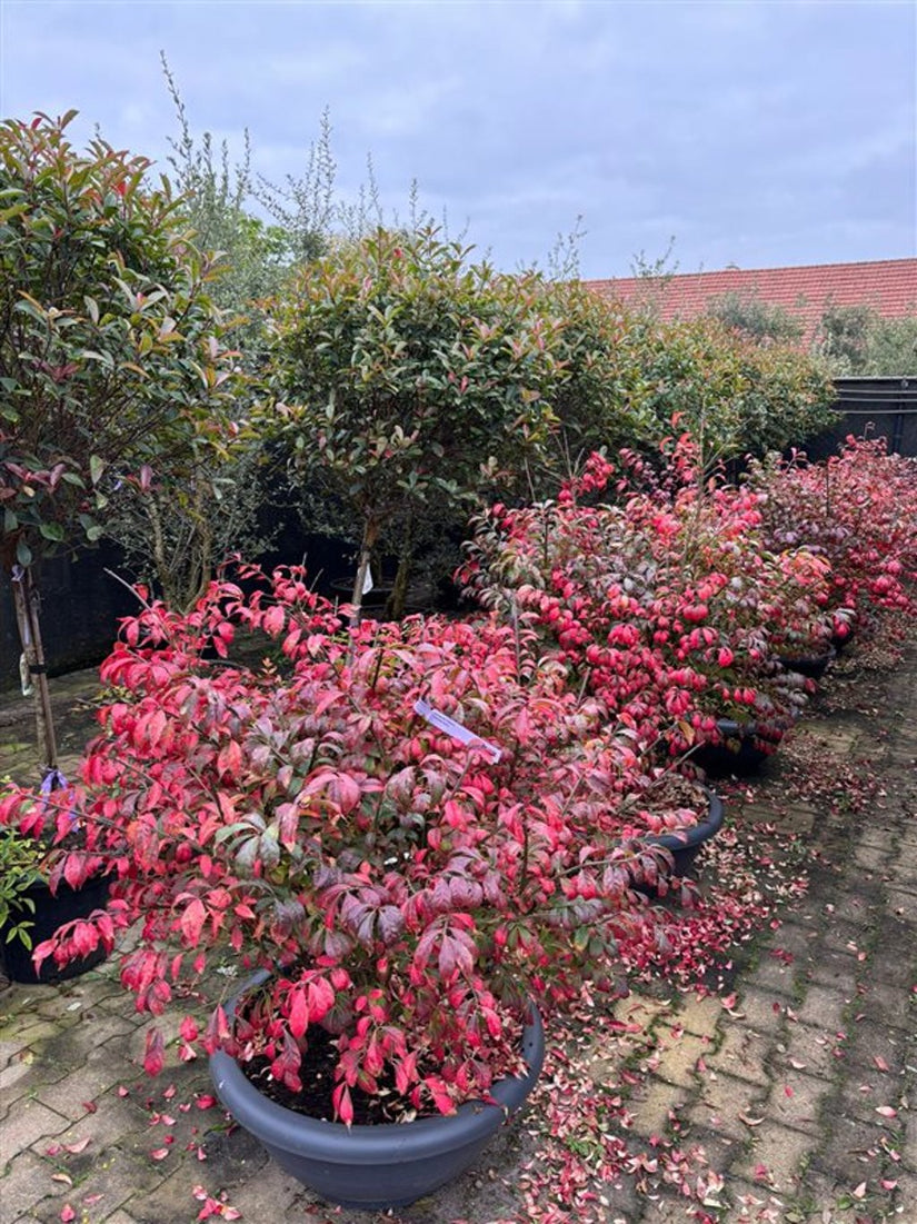 Gevleugelde Kardinaalsmuts - Euonymus alatus 'Compactus'