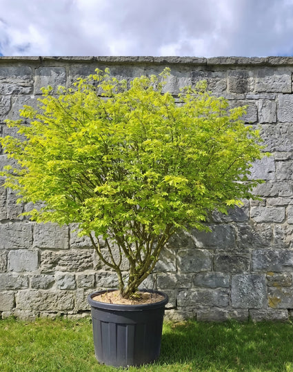 Gevleugelde Kardinaalsmuts - Euonymus alatus 'Compactus'