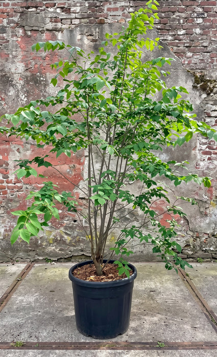 Kardinaalsmuts - Euonymus planipes