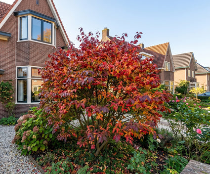 Kardinaalsmuts - Euonymus planipes