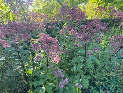 Koninginnenkruid - Eupatorium maculatum