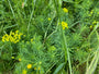 Cipreswolfsmelk - Euphorbia cyparissias