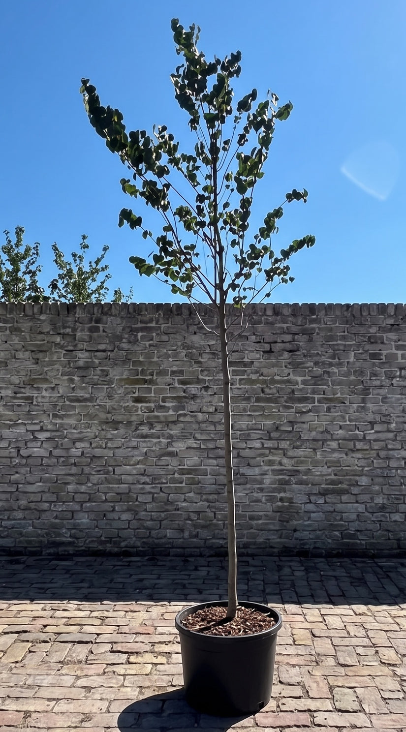 Europese Judasboom Hoogstam boom - Cercis siliquastrum