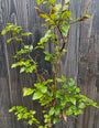 Groene beukenhaag - Fagus sylvatica (Bladhoudende beuk)