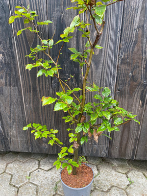 Vanaf 50 stuks - Hoogte (zonder pot): 80-100cm Potmaat: C2.5