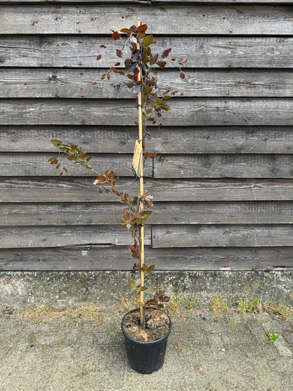 Rode Zuilbeuk - Fagus sylvatica 'Dawyck Purple'