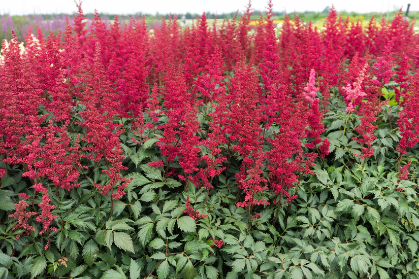 Biologisch Spirea - Astilbe (A) 'Fanal'