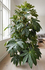 Vingerplant - Fatsia japonica