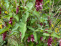 Fazantenbes - Leycesteria formosa