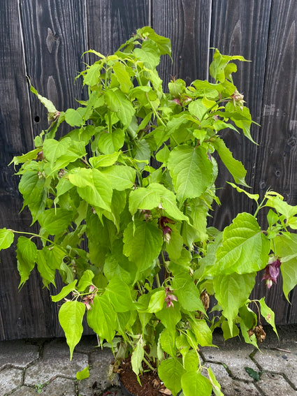 Fazantenbes - Leycesteria formosa 'Little Lantern'®