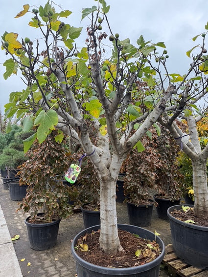 (Oude) Vijgenboom Halfstam - Ficus carica