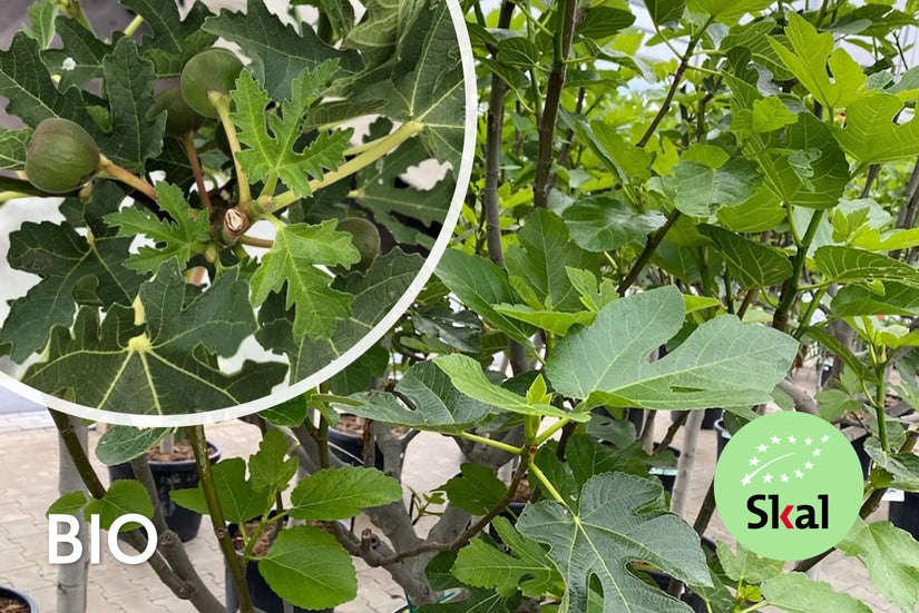 Biologische Vijgenboom - Ficus carica 'Ice Crystal'