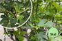 Biologische Vijgenboom - Ficus carica 'Ice Crystal'