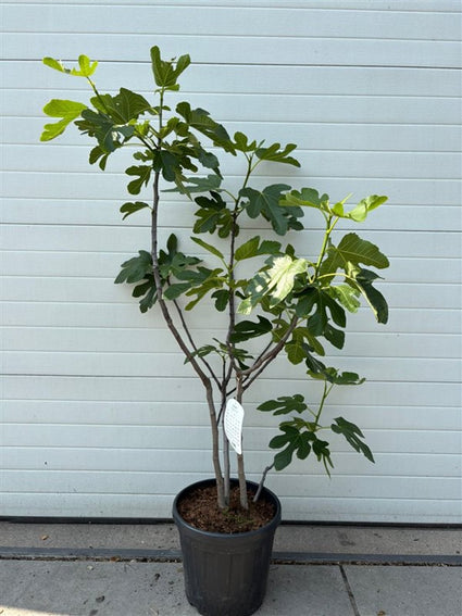 (Oude) Vijgenboom (Struikvorm) - Ficus carica