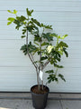 (Oude) Vijgenboom - Ficus carica