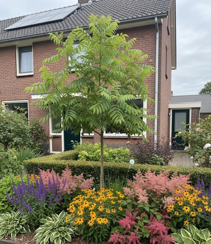 Azijnboom / Fluweelboom - Rhus typhina