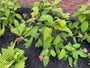 Fluweelhortensia - hydrangea aspera 'Macrophylla'