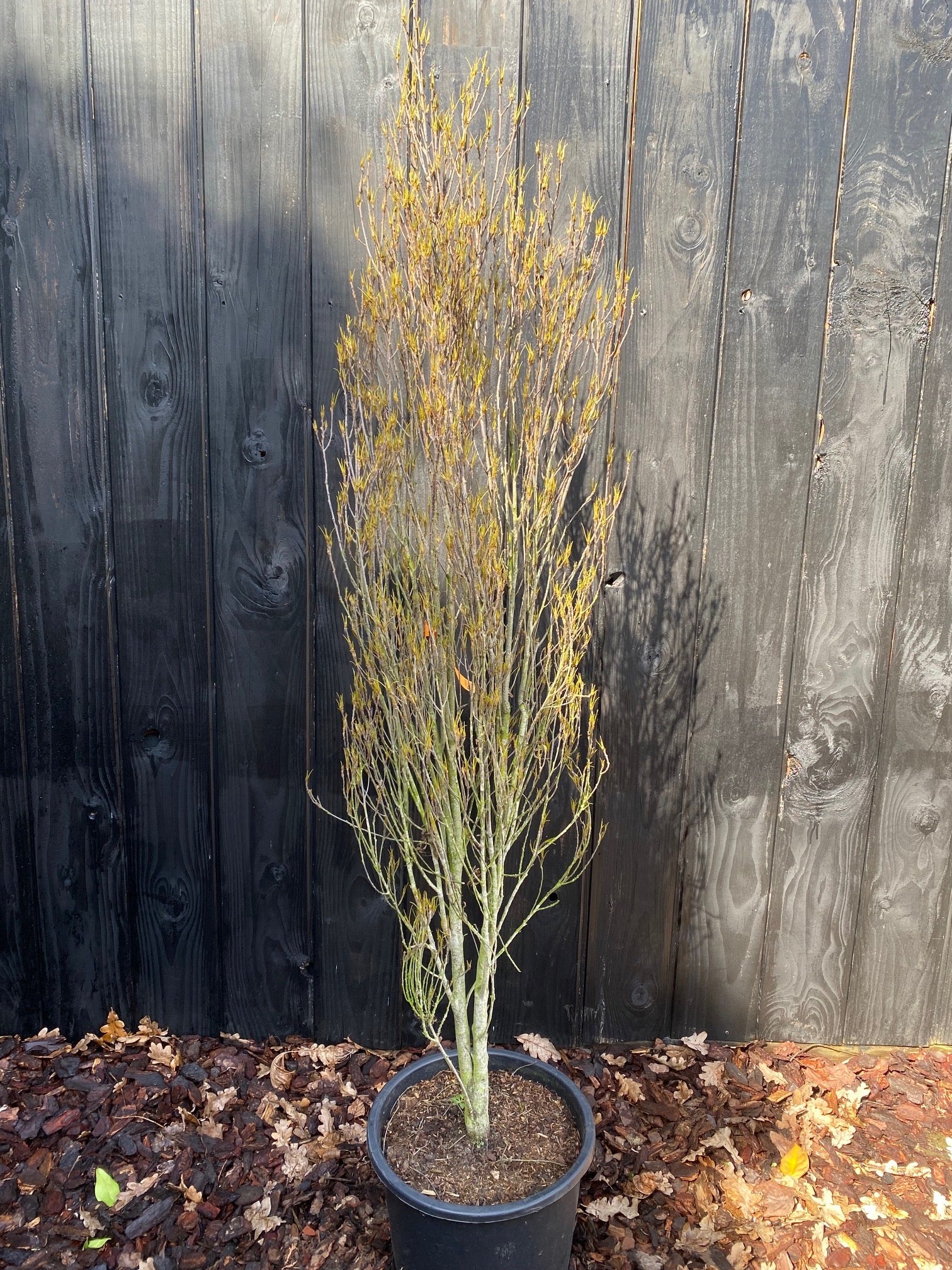Sporkehout - Frangula alnus inheemse boom - Vuilboom
