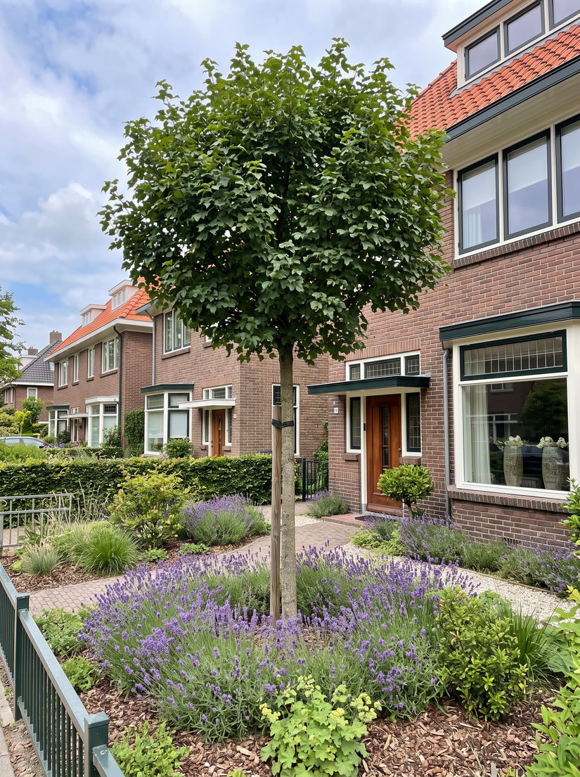 Montpellier esdoorn (Hoogstam) - Acer monspessulanum