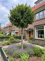 Montpellier esdoorn (Hoogstam) - Acer monspessulanum