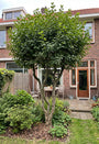 Montpellier esdoorn (Meerstammig) - Acer monspessulanum (Franse Esdoorn)