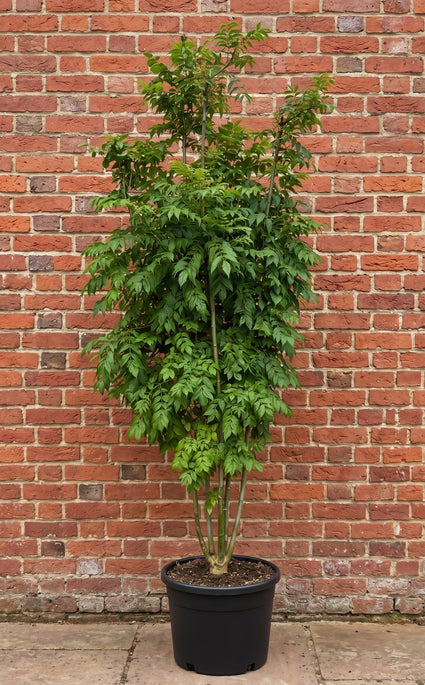 fraxinus excelsior meerstammig