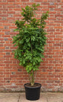 fraxinus excelsior meerstammig