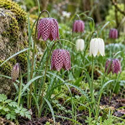 Wilde kievitsbloem bloembollen Rood en Wit 60 stuks - Fritillaria meleagris