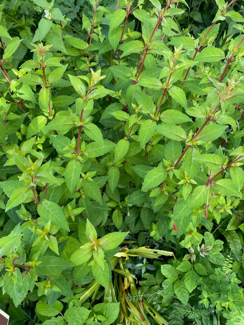 Bellenplant - Fuchsia magellanica var. gracilis