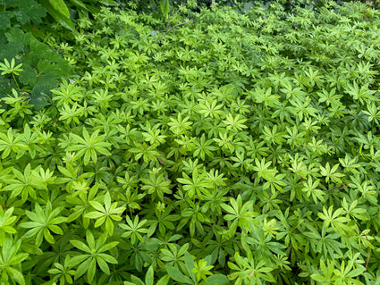 Lievevrouwebedstro - Galium odoratum - (ook per m2)