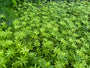 Lievevrouwebedstro - Galium odoratum - (ook per m2)