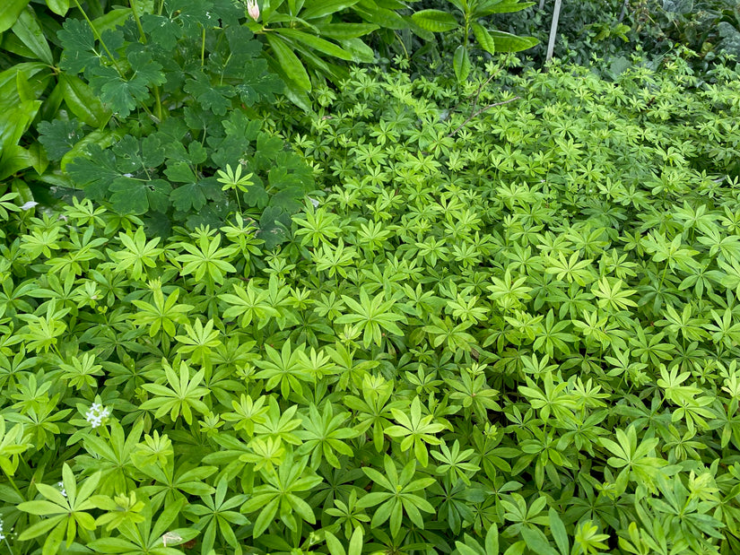 Biologisch Lievevrouwebedstro - Galium odoratum - (ook per m2)