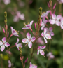 Prachtkaars - Gaura 'Rosy Jane'
