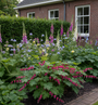 Dicentra bacchanal in border met Akelei 'Aquilegia'

Vingerhoedskruid 'Digitalis'

Varens 'Dryopteris'

Schout bij nacht 'Rodgersia'

voor haag in schaduwrijke tuin