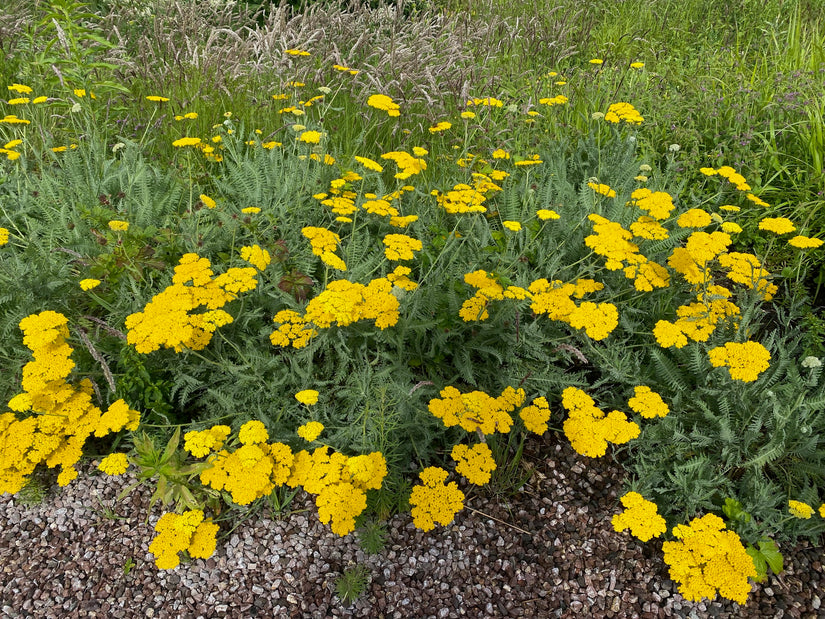 Biologisch Duizendblad - Achillea 'Coronation Gold'