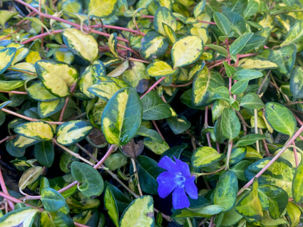 Kleine maagdenpalm (Geel/groen blad) - Vinca minor 'Illumination'