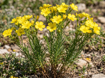 Geel Vlas - Linum flavum
