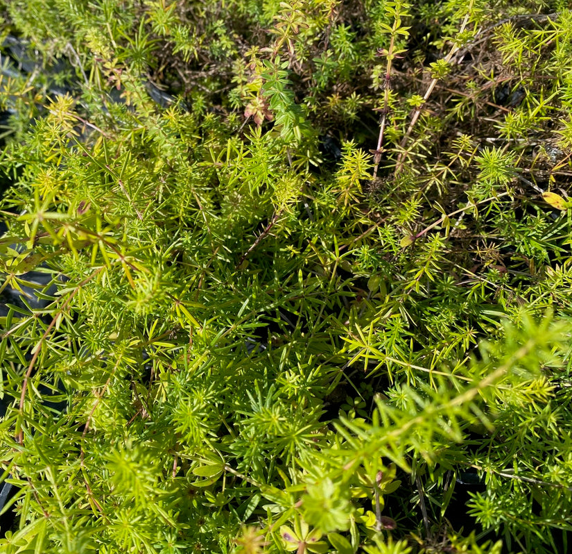 Biologisch Geel walstro 'Galium verum'