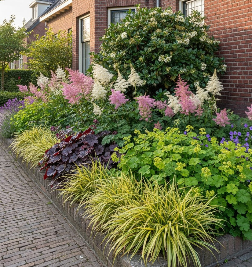 Carex oshimensis 'Evergold' in border met Purperklokje 'Heuchera' palace purple, vrouwenmantel alchemilla, astilbe pluimspirea fanal, klokjesbloem campanula (blauw, rechts) en achtergrond een viburnum tinus struik